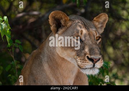 Nahaufnahme des Porträts einer subadulten Löwin, Panthera leo. Chobe National Park, Botswana. Stockfoto