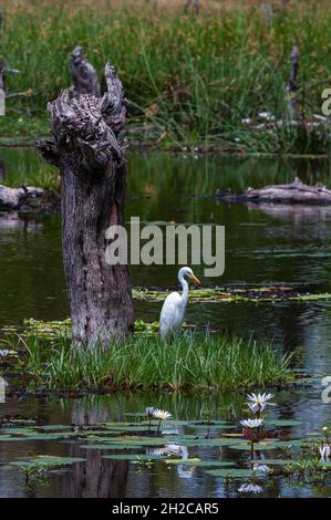 Porträt eines Silberreiher, Ardea alba, in einem Okavango-Sumpf mit blühenden Seerosen. Khwai Konzession Area, Okavango, Botswana. Stockfoto