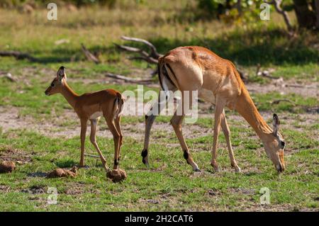 Ein Impala, Aepyceros melampus und ihr Kalb weiden. Khwai Konzession Area, Okavango, Botswana. Stockfoto