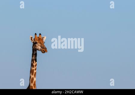 Kopf- und Halsporträt einer südlichen Giraffe, Giraffa camelopardalis. Mashatu Game Reserve, Botswana. Stockfoto