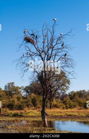 Afrikanische heilige Steinböcke, Threskiornis aethiopicus und afrikanische Störche, Anastomus lamelligerus, die in einem toten Baum stehen. Khwai-Konzession, Stockfoto