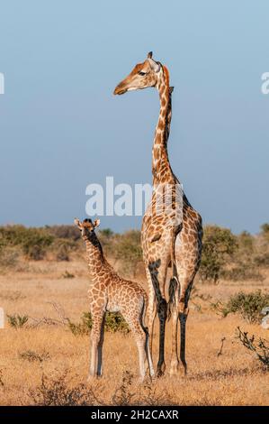 Eine südliche Giraffe, Giraffa camelopardalis, mit einem einwöchigen Kalb. Mashatu Game Reserve, Botswana. Stockfoto