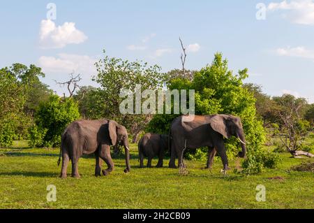 Zwei weibliche afrikanische Elefanten, Loxodonta africana, schützen ein Kalb. Chobe National Park, Botswana. Stockfoto