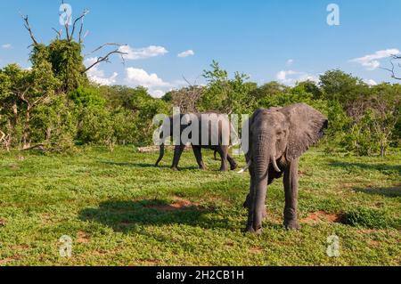 Zwei weibliche afrikanische Elefanten, Loxodonta africana, in ihrer Umgebung. Chobe National Park, Botswana. Stockfoto