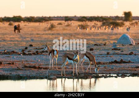 Springboks, Antidorcas marsupialis, an einem Wasserloch. Nxai Pan National Park, Botswana. Stockfoto