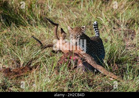 Ein Leopard, Panthera pardus, der sich auf einem Impala-Karkasse, Aepyceros melampus, ernährt. Konzessionsgebiet Khwai, Okavango-Delta, Botswana. Stockfoto