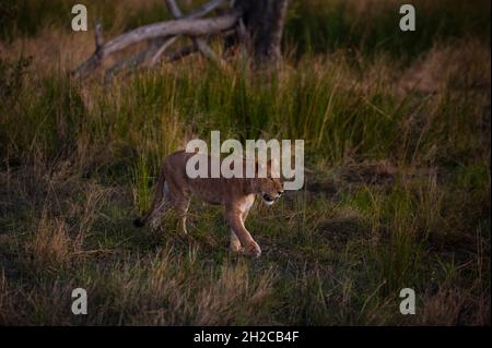 Löwe (Panthera Leo), Khwai-Konzession, Okavango Delta, Botswana. Stockfoto