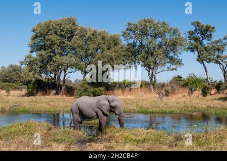 Ein afrikanischer Elefant, Loxodonta africana, an einem Ufer des Khwai-Flusses. Khwai River, Khwai Concession Area, Okavango Delta, Botswana. Stockfoto