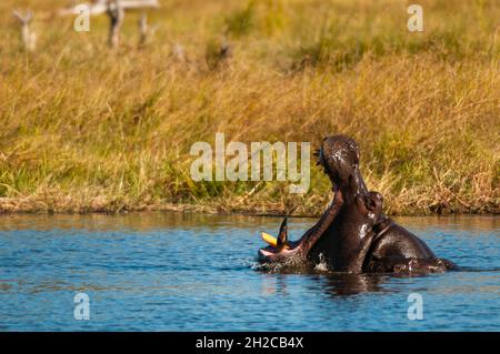 Ein Nilpferd, Hippopotamus amphibius, gähnend. Ihr Kalb an ihrer Seite. Konzessionsgebiet Khwai, Okavango-Delta, Botswana. Stockfoto