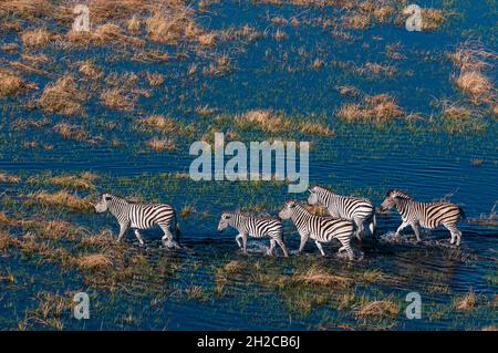 Eine Luftaufnahme der Ebenen Zebras, Equus quagga, Wandern in einer Überschwemmungsebene. Okavango Delta, Botswana. Stockfoto