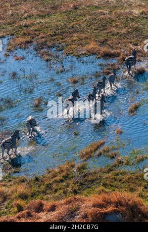 Luftaufnahme von Zebras, Equus quagga, Wandern in einer Hochwasserebene des Okavango-Deltas. Okavango Delta, Botswana. Stockfoto