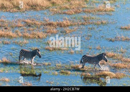 Eine Luftaufnahme der Ebenen Zebras, Equus quagga, Wandern in einer Überschwemmungsebene. Okavango Delta, Botswana. Stockfoto