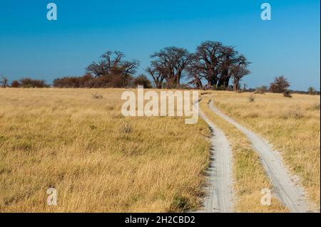 Eine sandige Straße, die zu den Baines Baobabs-Bäumen führt. Diese Bildung von Baobab-Bäumen ist auch als die Sleeping Sisters bekannt. Baines Baobabs, Kudiakam Pan, Stockfoto