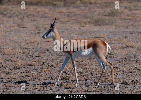 Porträt eines Springbocks, Antidorcas marsupialis, wandelnd. Central Kalahari Game Reserve, Botswana. Stockfoto
