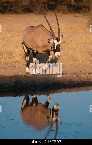 Ein Gemsbok, Oryx gazella, nähert sich einem Wasserloch. Central Kalahari Game Reserve, Botswana. Stockfoto