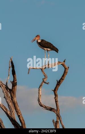 Ein Marabou-Storch, Leptoptilos crumeniferus, thront auf einer toten Baumspitze. Chobe National Park, Kasane, Botswana. Stockfoto