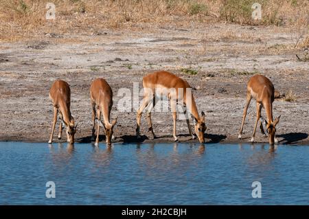 Eine Gruppe von Impalas, Aepyceros melampus, trinkend. Chief Island, Moremi Game Reserve, Okavango Delta, Botswana. Stockfoto