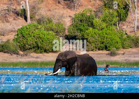 Ein afrikanischer Elefant, der den Chobe River in der Nähe eines Nilpferdes überquert. Chobe River, Chobe National Park, Kasane, Botswana. Stockfoto