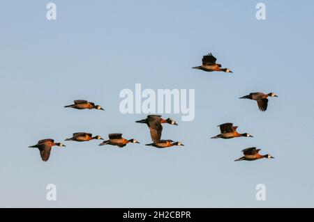 Eine Schar von weißgesichtigen Pfeifenten, Dendrocygna viduata, im Flug. Chobe River, Chobe National Park, Kasane, Botswana. Stockfoto