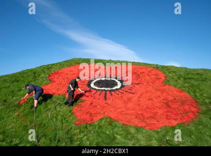 Anlässlich der Einführung des PoppyScotland-Appells von 2021 und des Starts der Gedenkzeit werden riesige Mohnblumen auf die Graspyramiden entlang der Autobahn M8 in der Nähe von Bathgate gemalt. Bilddatum: Donnerstag, 21. Oktober 2021. Stockfoto