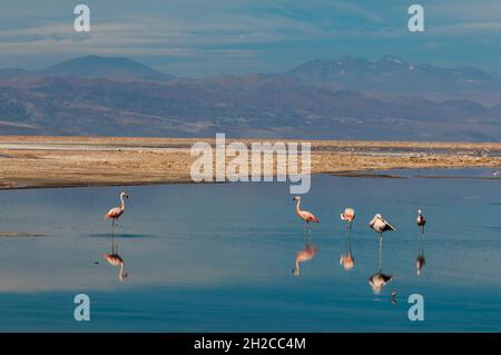 Chilenische Flamingos, Phoenicopterus chilensis, Ruhe und Pflege in der Chaxa Lagune. Laguna Chaxa, Atacama-Wüste, Region Antofagasta, Chile. Stockfoto