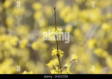 Blüten der Kornelkirsche, in Österreich auch Dirndlstrauch genannt - die Blütezeit dieses Strauchs liegt im März/April, in der Regel noch vor de Stockfoto