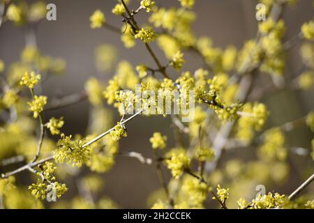 Blüten der Kornelkirsche, in Österreich auch Dirndlstrauch genannt - die Blütezeit dieses Strauchs liegt im März/April, in der Regel noch vor de Stockfoto