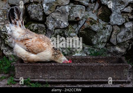 Das Huhn steht in einem Holzfutterhäuschen und isst daraus. Hochwertige Fotos Stockfoto