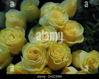 Schönes Bouquet von gelben Rosen Stockfoto