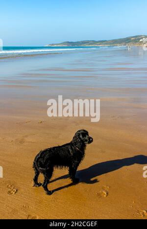 Funktionierendes Cockerspaniel mit schwarzen Haaren am Strand. Stockfoto