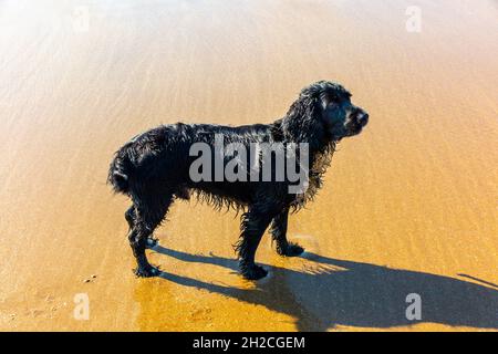 Funktionierendes Cockerspaniel mit schwarzen Haaren am Strand. Stockfoto