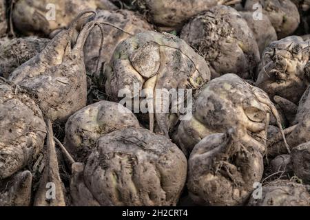 Unheimlicher Zuckerrübenhaufen, Wesertal, Gewissenruh, Weserbergland, Weserbergland, Hessen, Deutschland Stockfoto