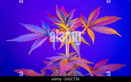 Bunte Cannabisblätter auf blauem Hintergrund. Banner mit mehrfarbigen positiven exotischen Marihuanapflanzen mit großen hellen Blättern. Schöne moderne Dose Stockfoto