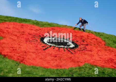 Auf die Graspyramiden entlang der Autobahn M8 in der Nähe von Bathgate werden riesige Mohnblumen von Jim Dawson, dem Hauptgroundsmann aus Murrayfield, gemalt, die mit der Einführung des PoppyScotland-Appells von 2021 zusammenfallen und den Beginn der Gedenkzeit markieren. Bilddatum: Donnerstag, 21. Oktober 2021. Stockfoto