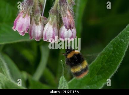 Frühe Hummel, Bombus pratorum, bei Blumen von Comfrey - schwebend vor Blumen. Stockfoto