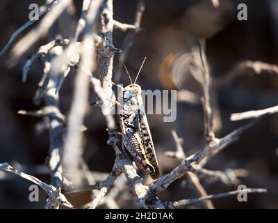 Nahaufnahme einer Heuschrecke auf dem trockenen Ast eines Baumes unter dem Sonnenlicht Stockfoto