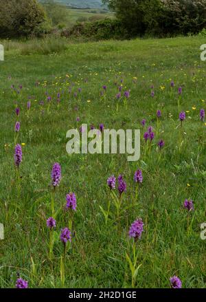 Südliche Sumpforchideen, Dactylorhiza praetermissa, in Blüte en Masse im feuchten Grasland auf Corfe Common, Dorset Stockfoto