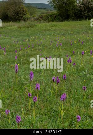 Südliche Sumpforchideen, Dactylorhiza praetermissa, in Blüte en Masse im feuchten Grasland auf Corfe Common, Dorset Stockfoto