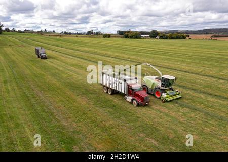 Clymer, New York - Alfalfa Ernte auf einer Farm im Westen von New York. Stockfoto