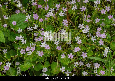 Rosa Purslane, Claytonia sibirica, blühend in Wäldern im Frühjahr; Devon. Stockfoto