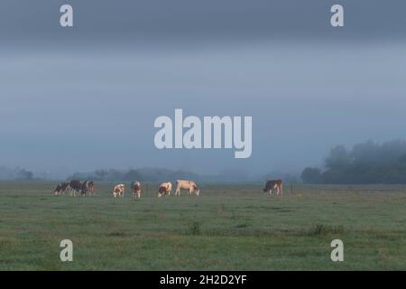 Eine Herde Kühe grasen das Gras auf der Weide am frühen nebligen Morgen mit niedrigen Wolken Stockfoto