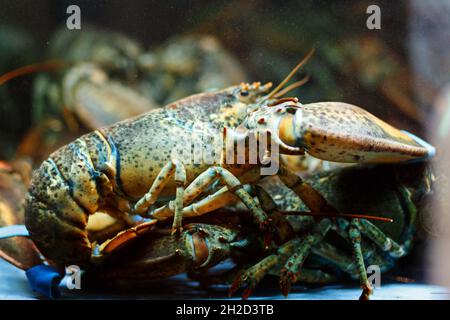 Ein lebend gefangener Hummer, der auf dem Boden eines hell erleuchteten Tanks sitzt und darauf wartet, gekocht und gegessen zu werden.Maine Hummer Homarus Americanus. Stockfoto