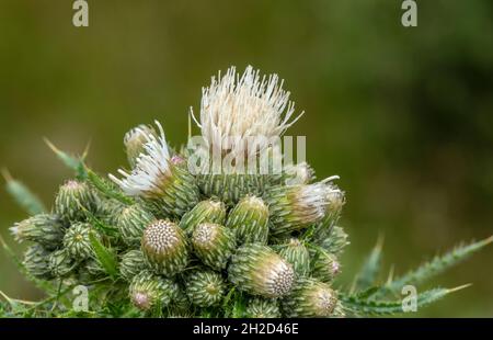 Weiße Form der Marschdistel, Cirsium palustre, blühend auf feuchter Wiese. Stockfoto