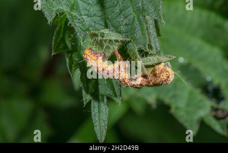 Brennnesselruste, Puccinia urticata, Pilz auf den Blättern des stechenden Nellt. Stockfoto
