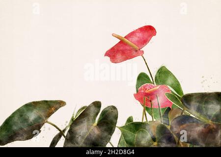 Anthurium. Rote Flamingoblume, Rückenblume. Tropische exotische blühende Pflanze. Aquarelle, Aquarell-Illustration. Stockfoto