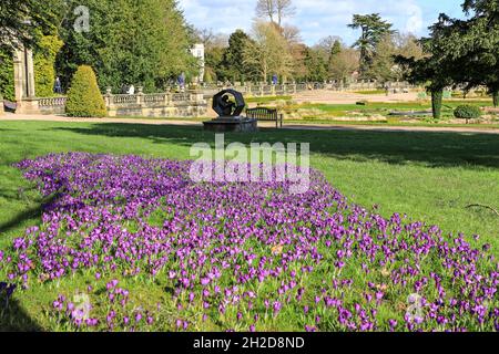Violette Krokusse vor einer Skulptur, die vom Bankers Clearing House, Trentham Gardens, Stoke-on-Trent, Staffordshire, England, VEREINIGTES KÖNIGREICH Stockfoto