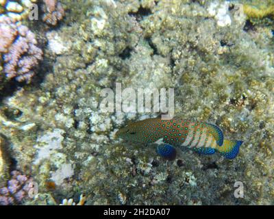 Pfauen-Zackenbarsch / Cephalopholis argus / Cephalopholis argus Stockfoto