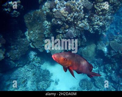 Kupferschnapper oder Doppelfleck-Schnapper / Two-Spot Red Snapper oder Twinspot Snapper / Lutjanus bohar Stockfoto