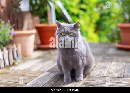 Britische Kurzhaarkatze auf einer Terrasse Stockfoto