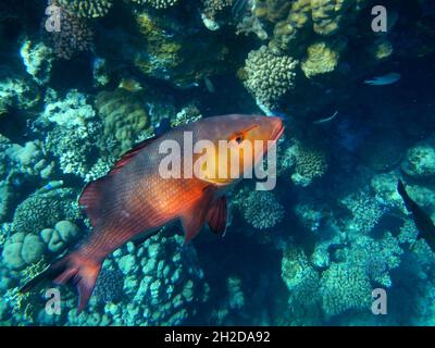 Kupferschnapper oder Doppelfleck-Schnapper / Two-Spot Red Snapper oder Twinspot Snapper / Lutjanus bohar Stockfoto